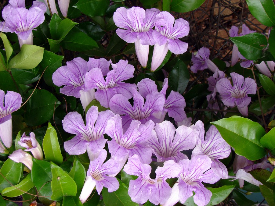 FLORE (1).JPG